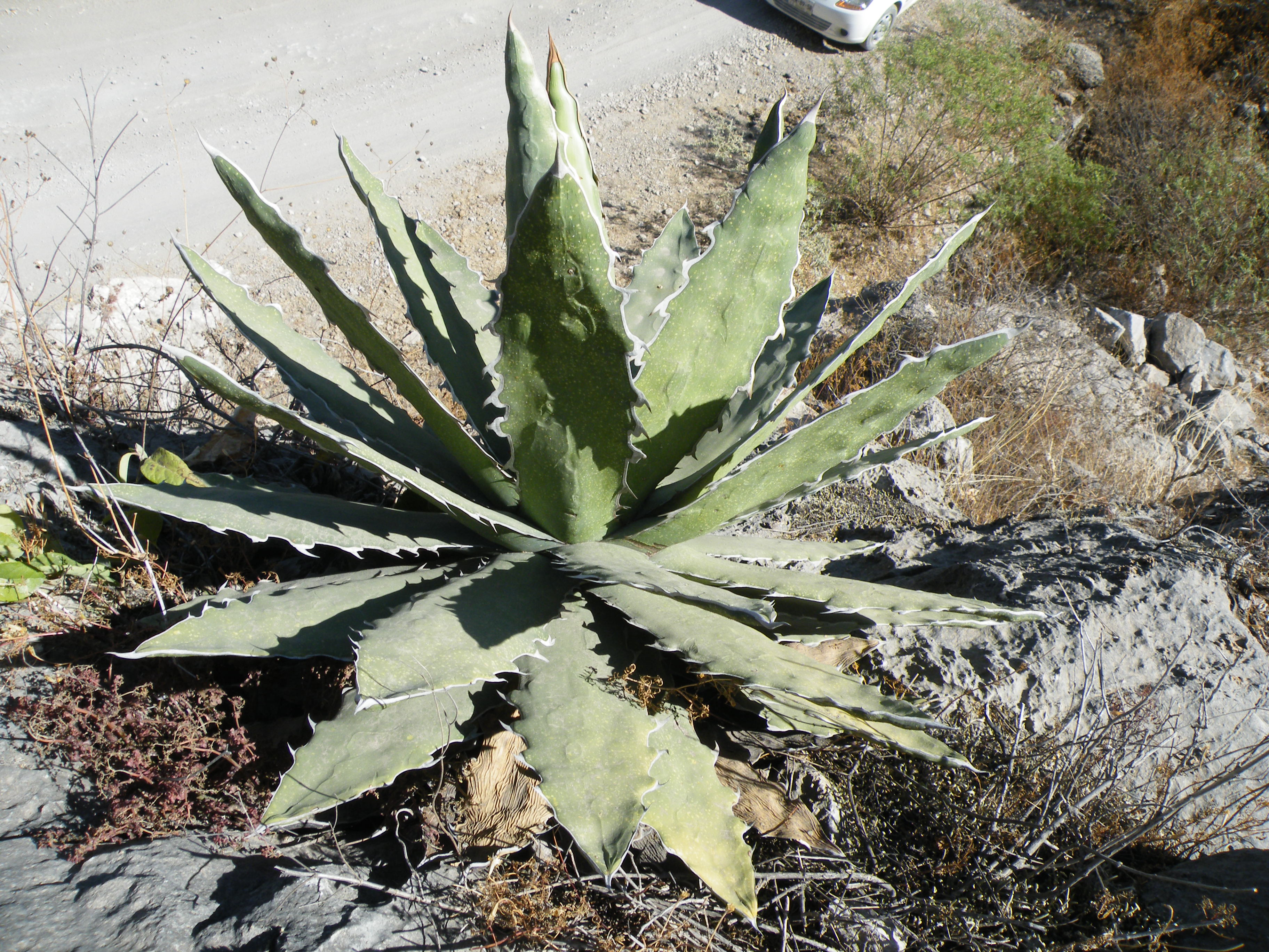 Agave_xylonacantha_(5742193057) OCEANSIDE GARDEN INC.