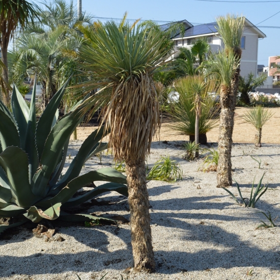 ユッカ・ロストラータ　地植え