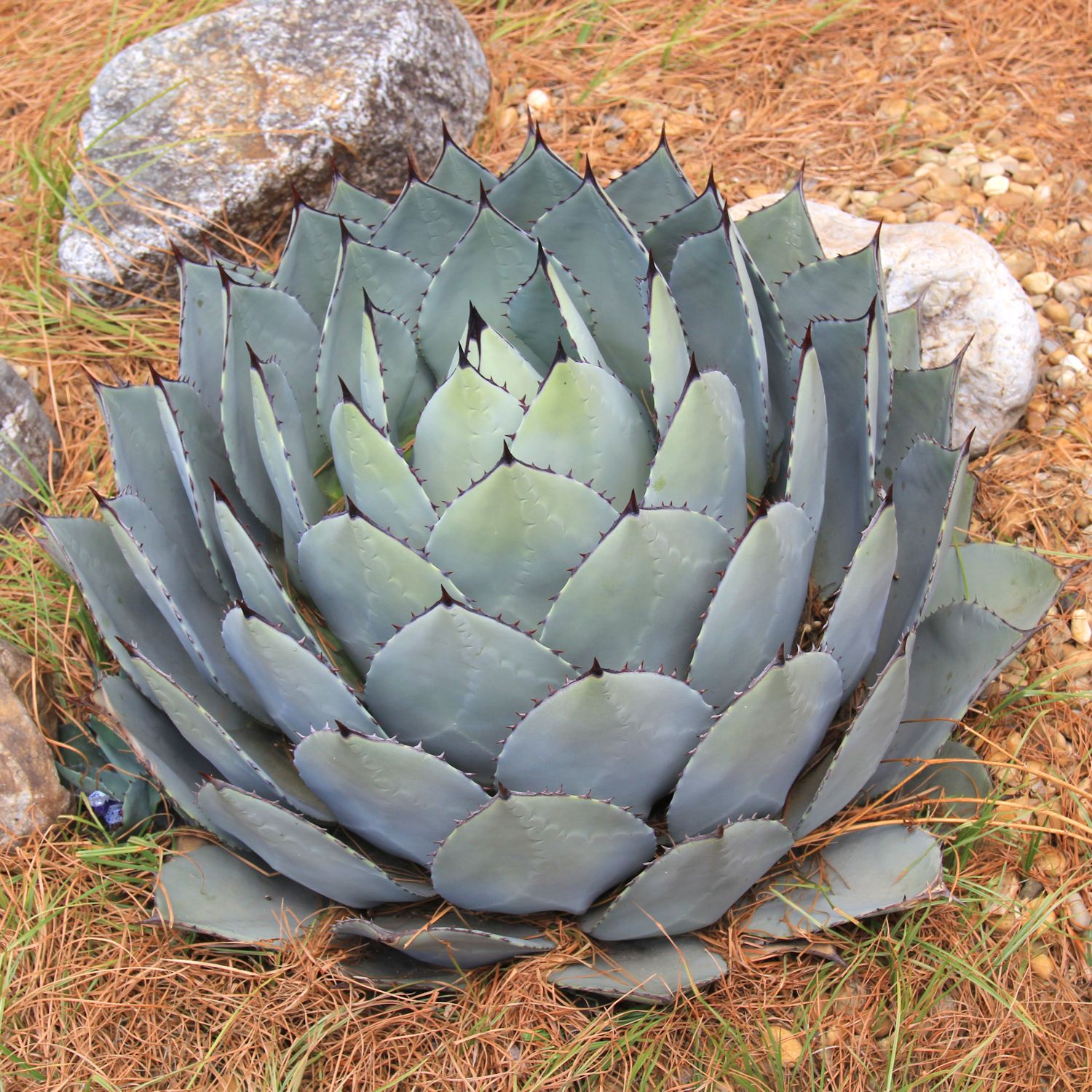 アガベ・パリー トランカータ｜Agave parryi var. truncata