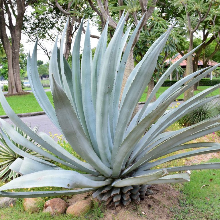 アガベ・テキラナ（テキーラ）｜Agave tequilana OCEANSIDE GARDEN INC.