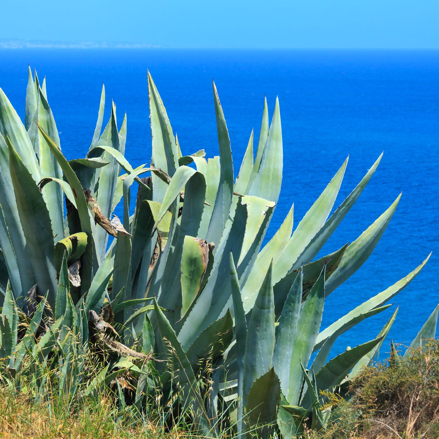 アガベ アメリカーナ Agave  青の竜舌蘭　大株