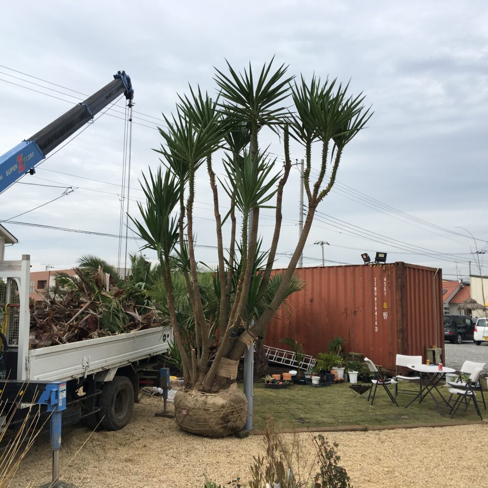 ユッカ エレファンティペス 青年の木 Yucca Elephantipes Oceanside Garden Inc