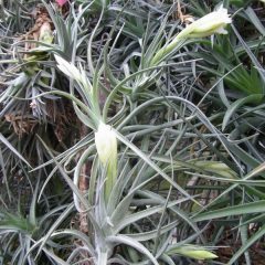 チランジア エアプランツ Tillandsias Oceanside Garden Inc