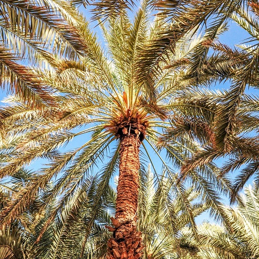 ナツメヤシ Phoenix Dactylifera Date Palm Oceanside Garden Inc