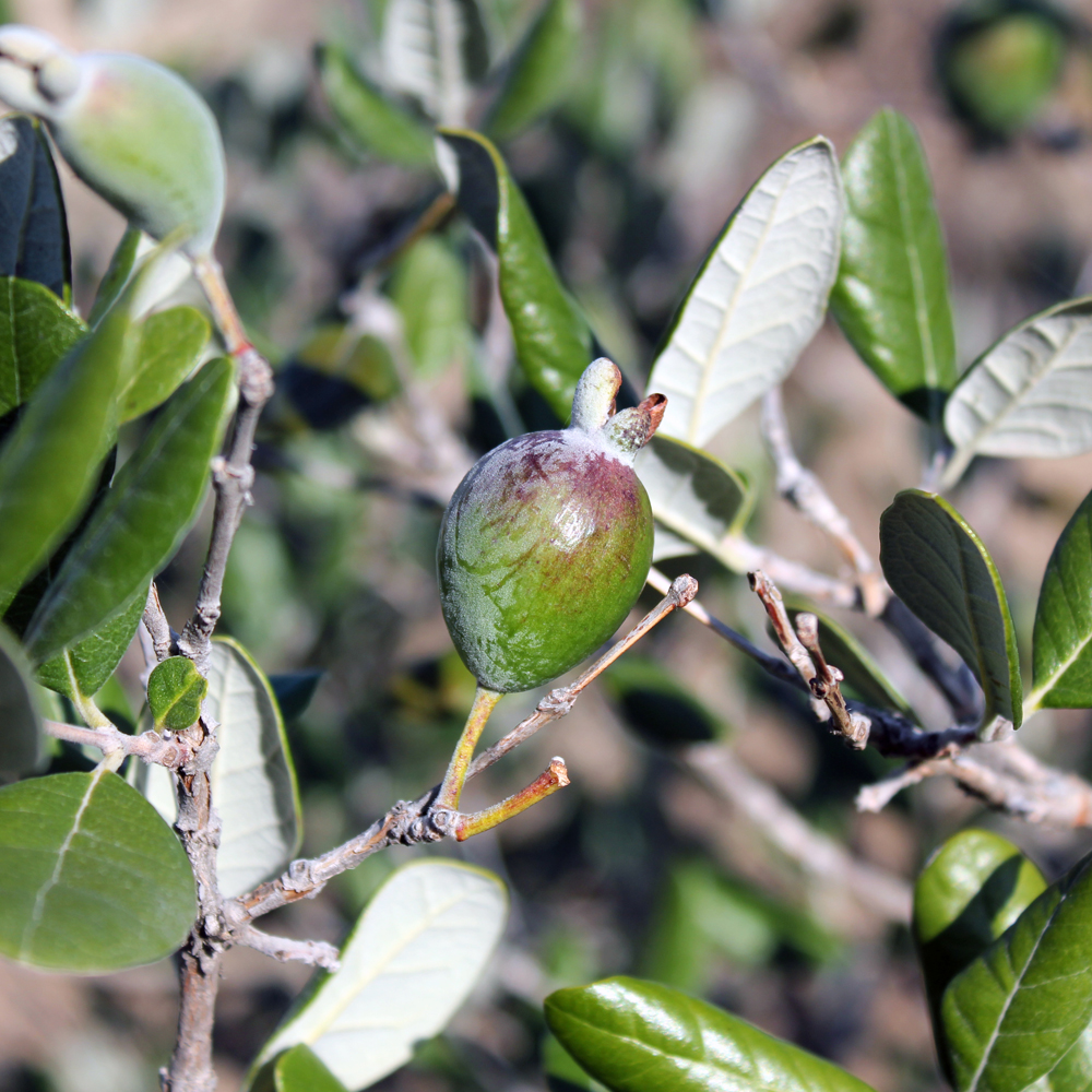 フェイジョア Acca Sellowiana Oceanside Garden Inc