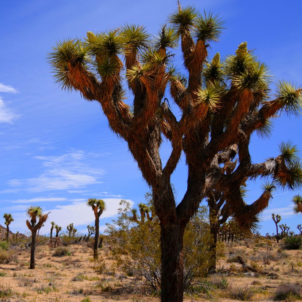 ユッカ・ブレビフォリア（ジョシュアツリー）｜Yucca brevifolia ...