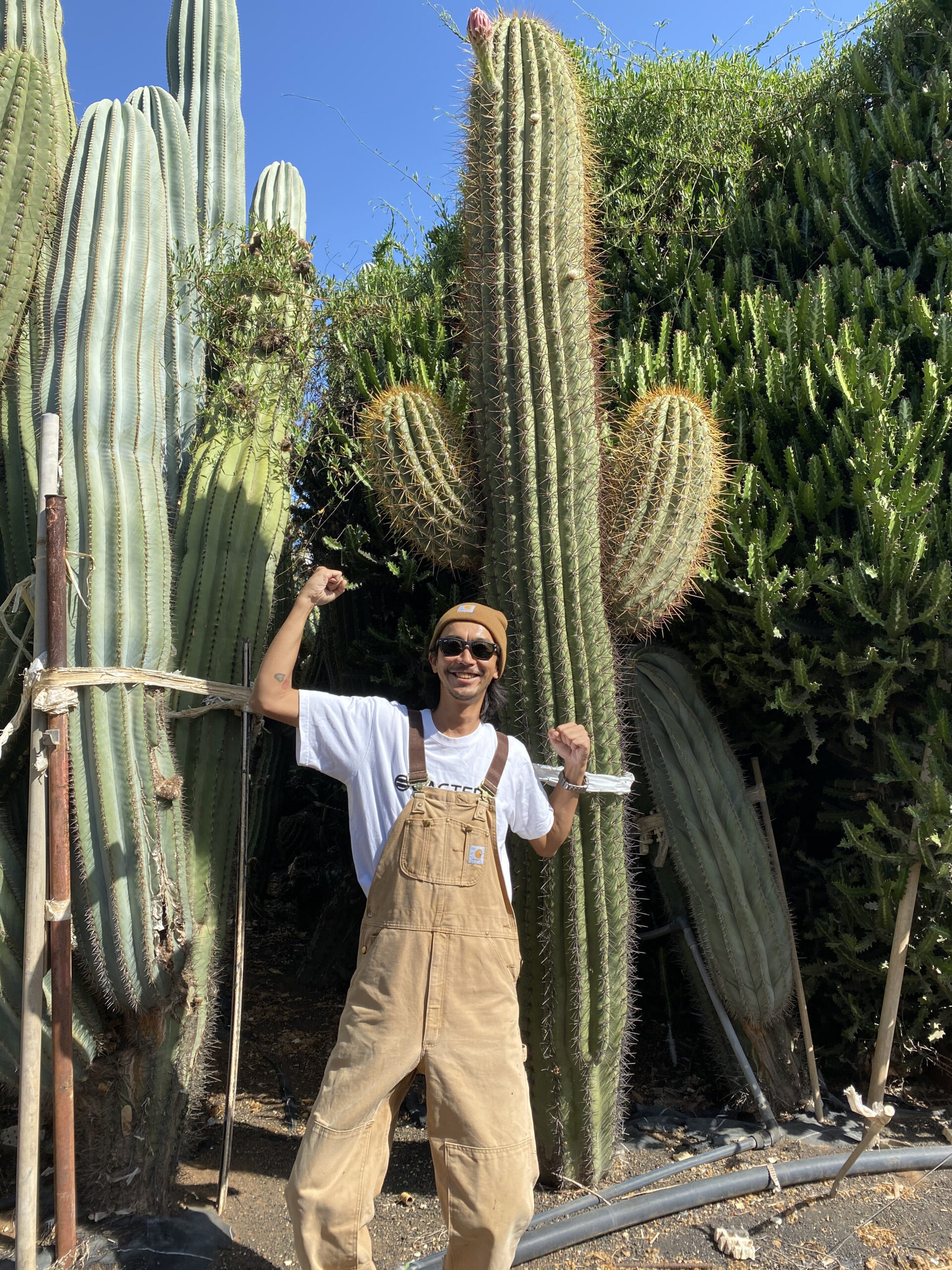 サボテン：トリコケレウス 珍宝閣 なるほど柱*幅5cm 現品！一品限り