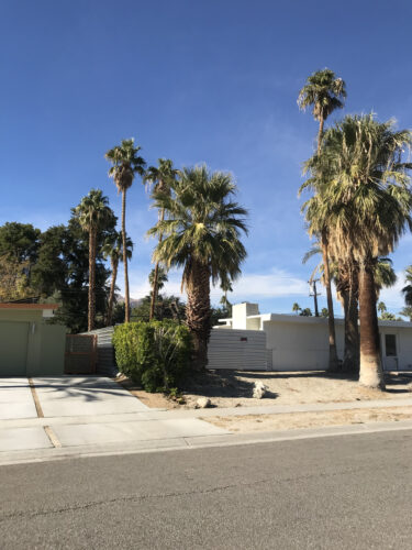 ワシントニア・フィリフェラ ｜Washingtonia filifera | OCEANSIDE ...