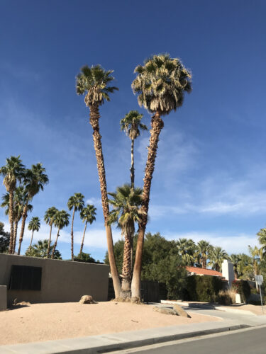 ワシントニア フィリフェラ Washingtonia Filifera Oceanside Garden Inc