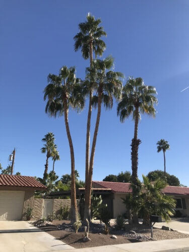 ワシントニア ロブスタ Washingtonia Robusta Oceanside Garden Inc