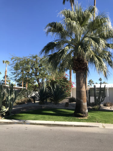 ワシントニア フィリフェラ Washingtonia Filifera Oceanside Garden Inc