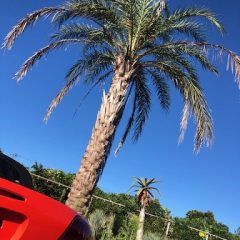 ヤシの木｜PALM TREES | DESERT INC.