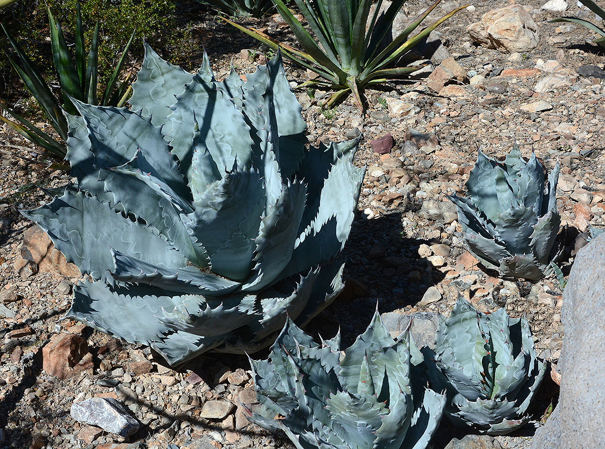 アガベ・コロラータ ｜Agave colorata | OCEANSIDE GARDEN INC.