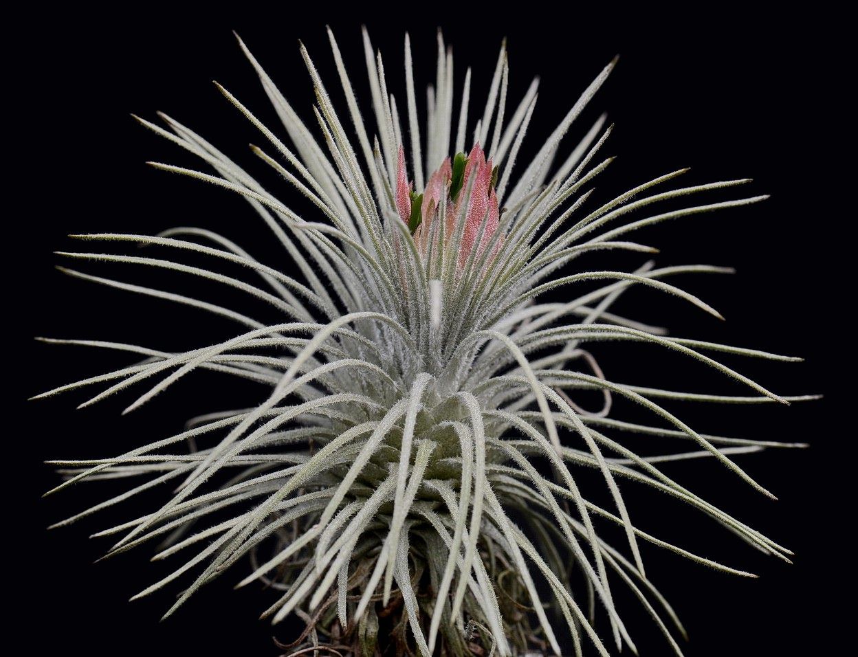 (レア)チランジア　アトロビオラセア　(DP) ティランジア アトロヴィリディペタラ (T.atroviridipetala) | DESERT INC.