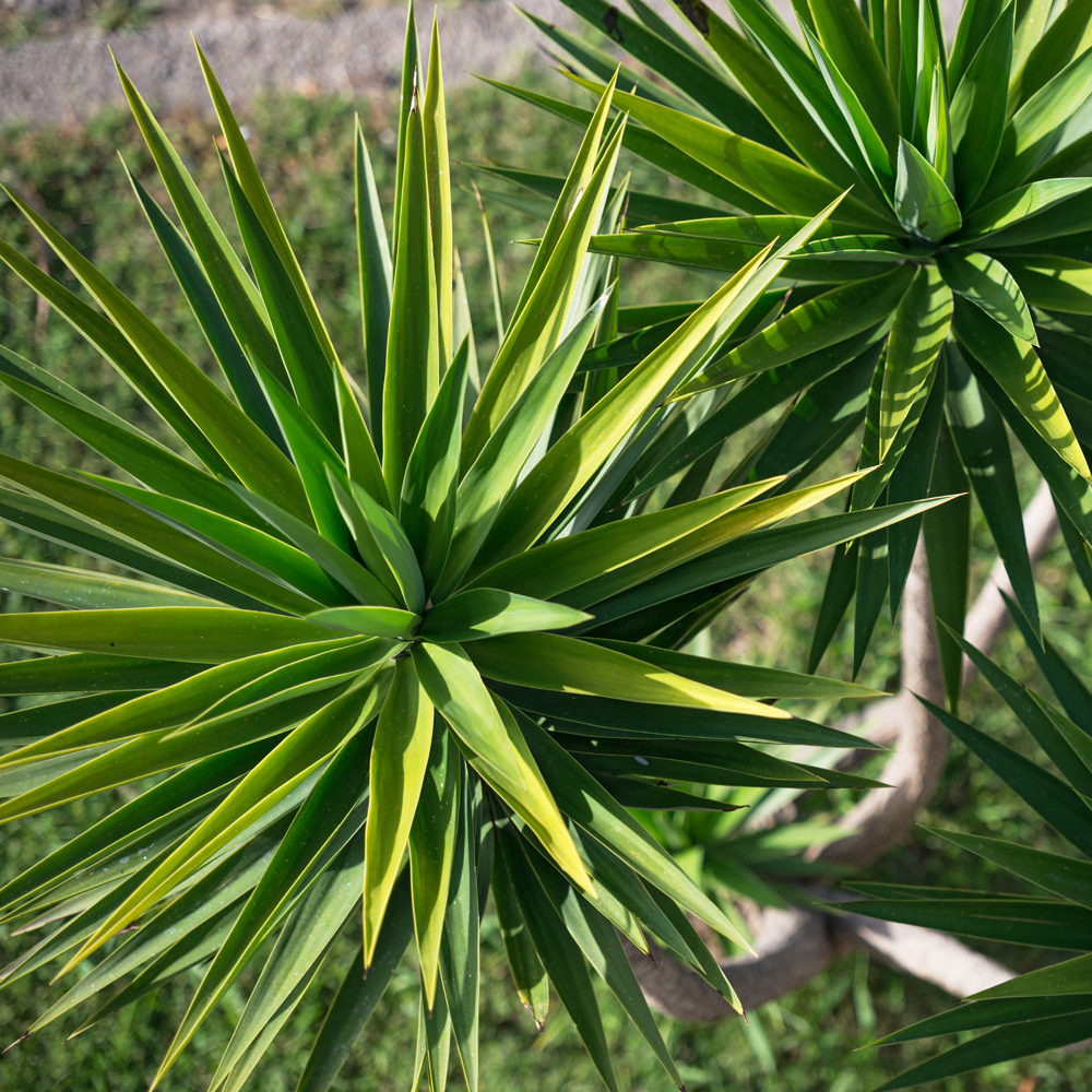 ユッカ・アロイフォリア（千寿蘭）｜Yucca aloifolia | OCEANSIDE ...