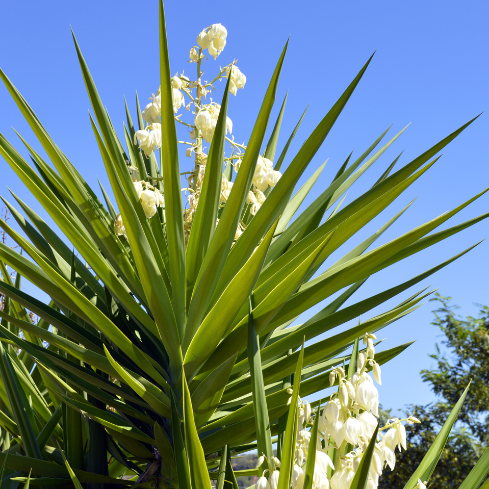 ユッカ・アロイフォリア（千寿蘭）｜Yucca aloifolia | OCEANSIDE ...