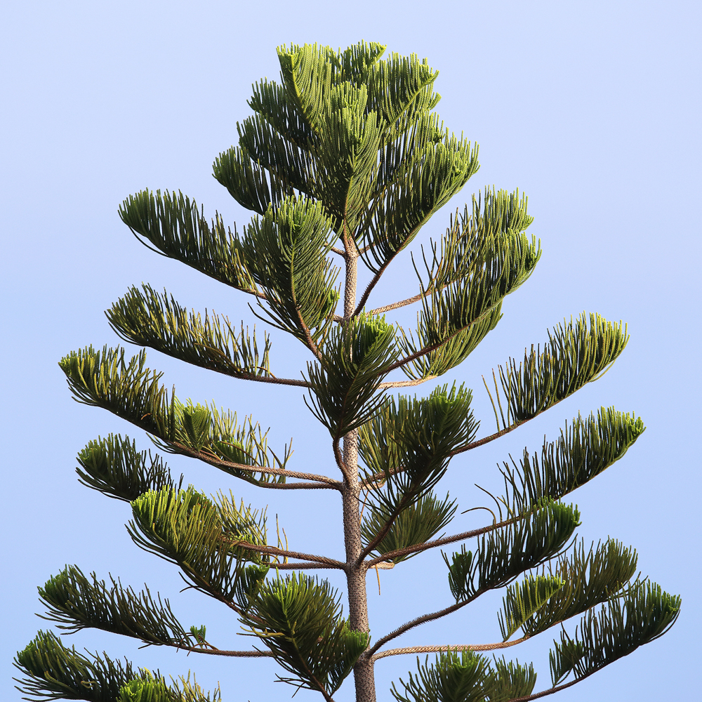 アロウカリア ヘテロフィラ Araucaria Heterophylla Oceanside Garden Inc