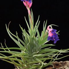 T.Tenuifolia ×T.Aeranthos HB チランジア チランジア（エアプランツ）｜TILLANDSIAS | DESERT INC.