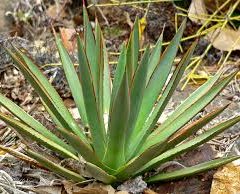 アガベ 小型 60cm Small Agaves Oceanside Garden Inc アガベ 小型 60cm Small Agaves Oceanside Garden Inc