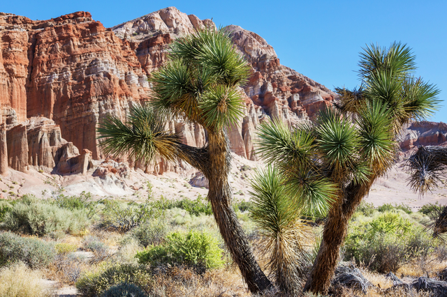 ユッカ・ブレビフォリア（ジョシュアツリー）｜Yucca brevifolia ...