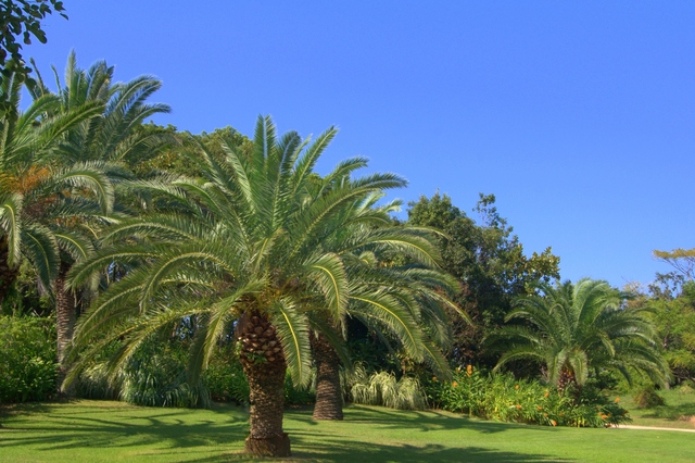 カナリーヤシ　Phoenix Canariensis