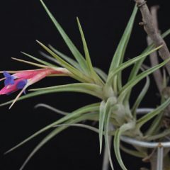 チランジア（エアプランツ）｜TILLANDSIAS | DESERT INC.
