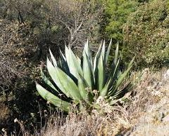 アガベ 大型 60cm〜｜LARGE AGAVES | DESERT INC.