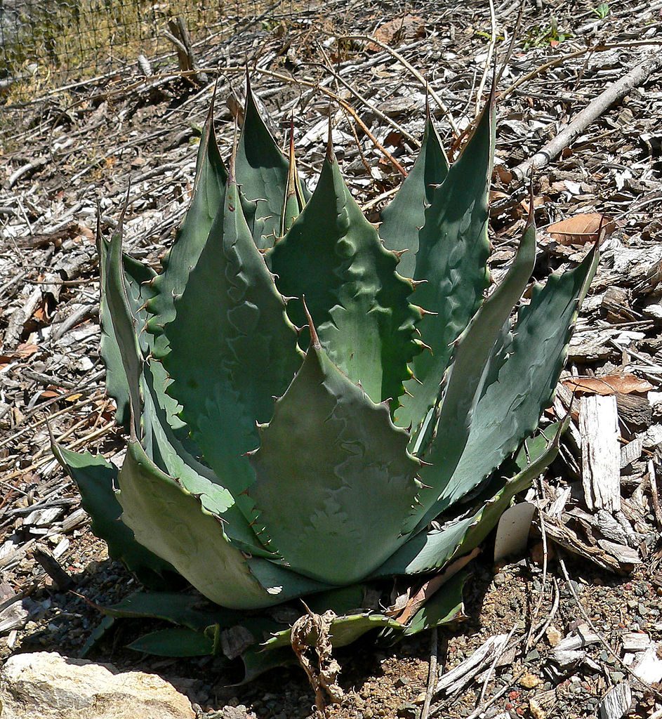 アガベ ワコマヒー Agave Wocomahi Oceanside Garden Inc