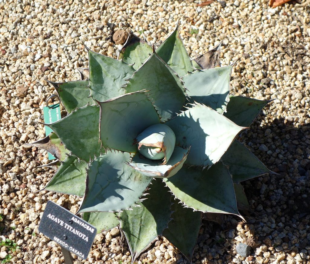 アガベ チタノタ Agave Titanota Oceanside Garden Inc