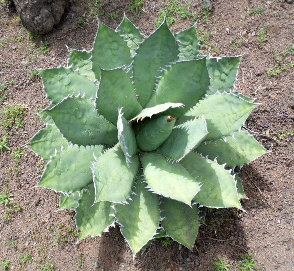 アガベ・チタノタ ｜Agave titanota | DESERT INC.