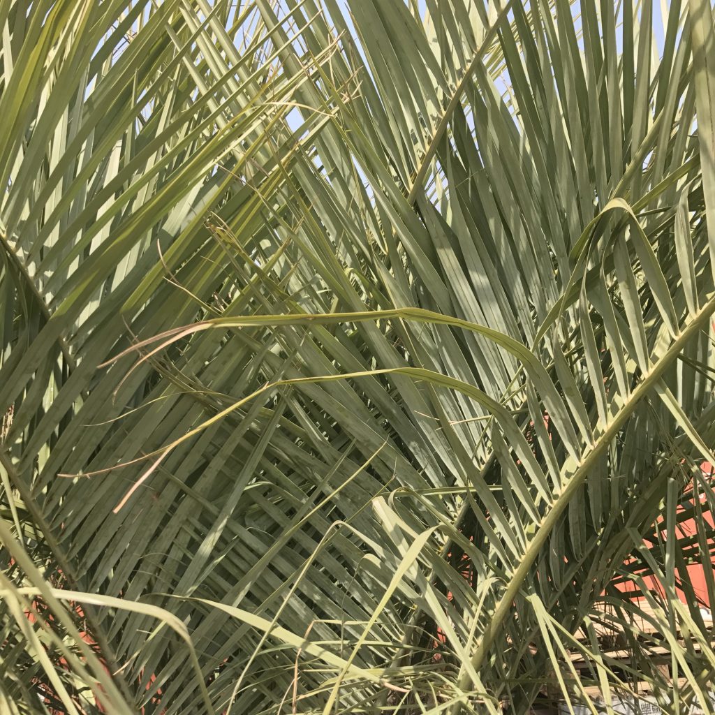 ブラジルヤシ ココスヤシ Butia Capitata Oceanside Garden Inc