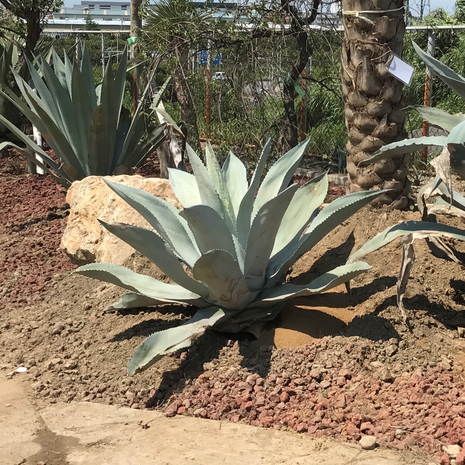 アガベ　 アスペリーマ　ポトシエンシス　子株【引き取り専用】 アガベ アスペリーマ ポトシエンシス 子株【引き取り専用