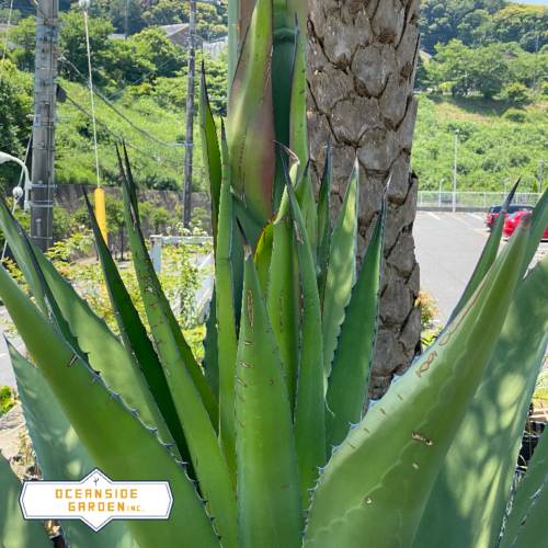 アガベ・サルミアナ 'フェロックス'｜Agave salmiana var.ferox ...