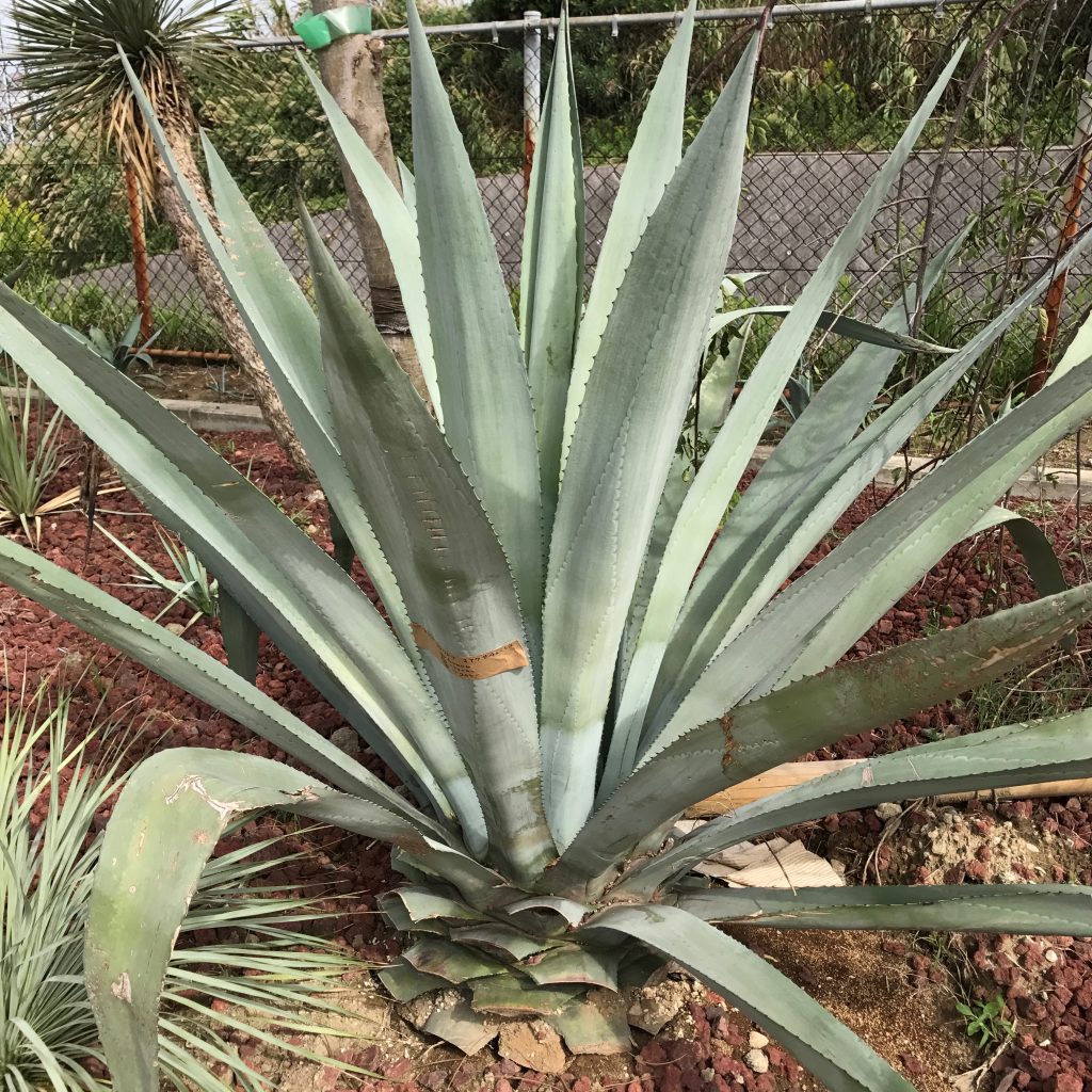 アガベ・アメリカーナ 'オアハカセンシス'｜Agave americana v