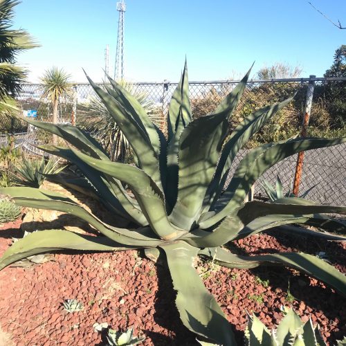 アガベ サルミアナ フェロックス Agave Salmiana Var Ferox Oceanside Garden Inc