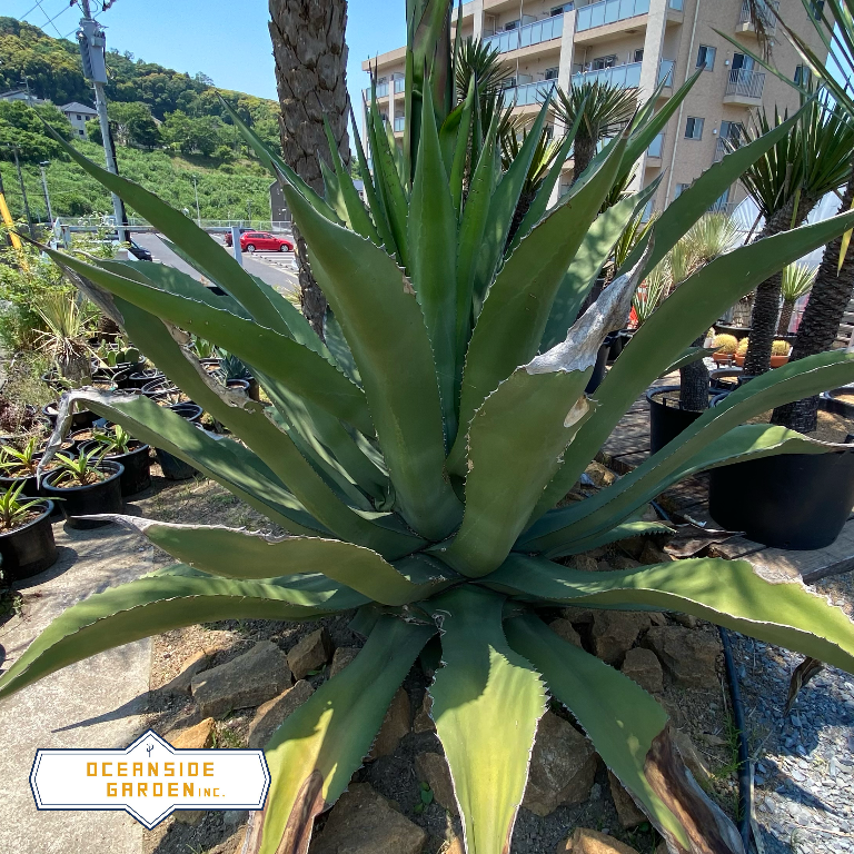 アガベ・サルミアナ 'フェロックス'｜Agave salmiana var.ferox ...