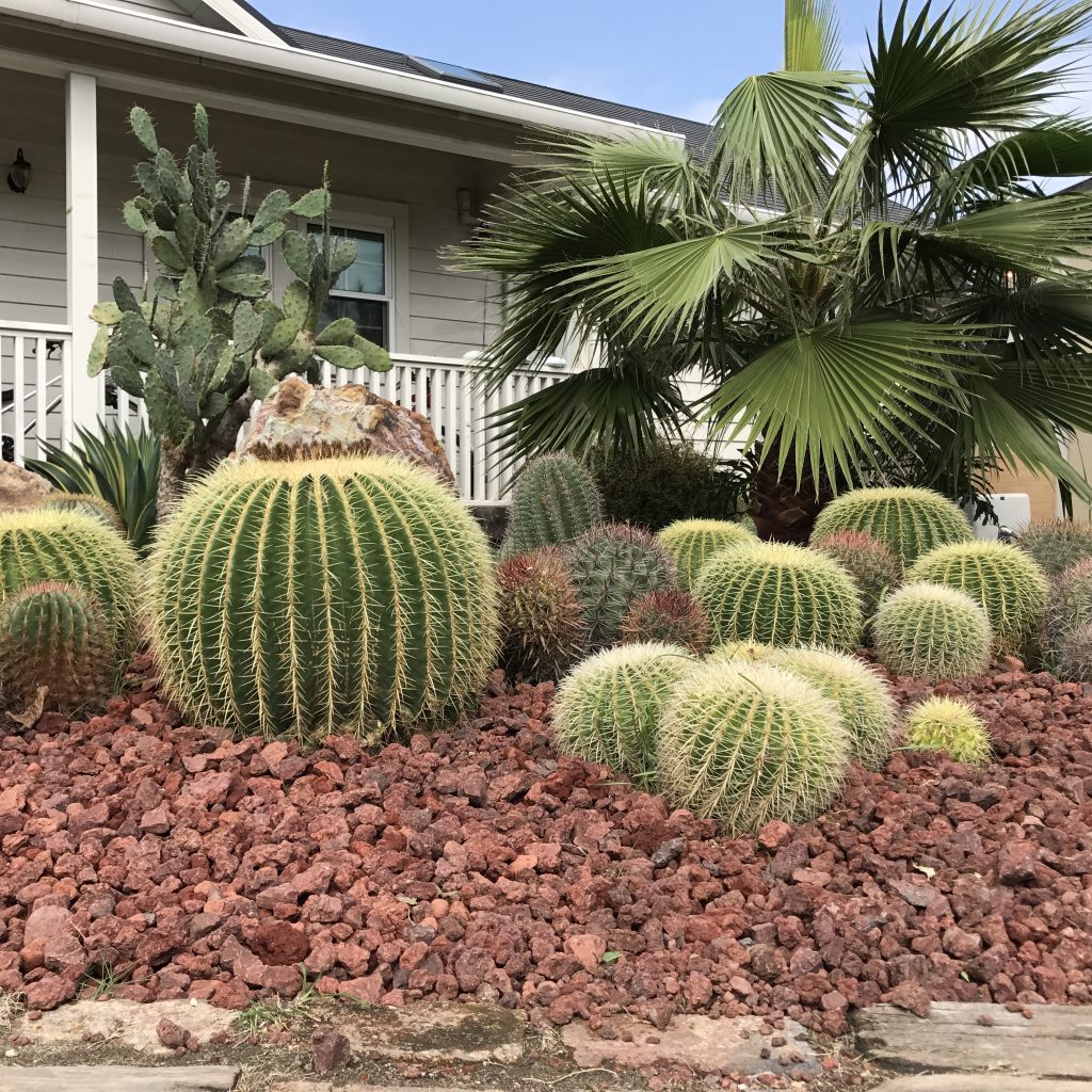 エキノカクタス グルソニー（金鯱）｜Echinocactus grusonii