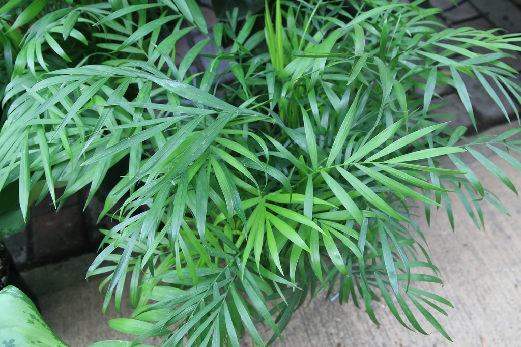 テーブルヤシ Chamaedorea Elegans Collinia Elegans Oceanside Garden Inc
