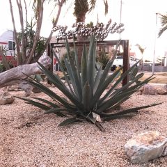 WT2 スペイン産 アガベ・ウィンテリアーナ（Agave Winteriana）大株 福岡販売 | Rare Plants Market