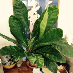 アンスリウム ジャングルキング｜Anthurium crassinervium | DESERT INC.