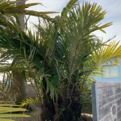 ヤシの木｜PALM TREES | DESERT INC.