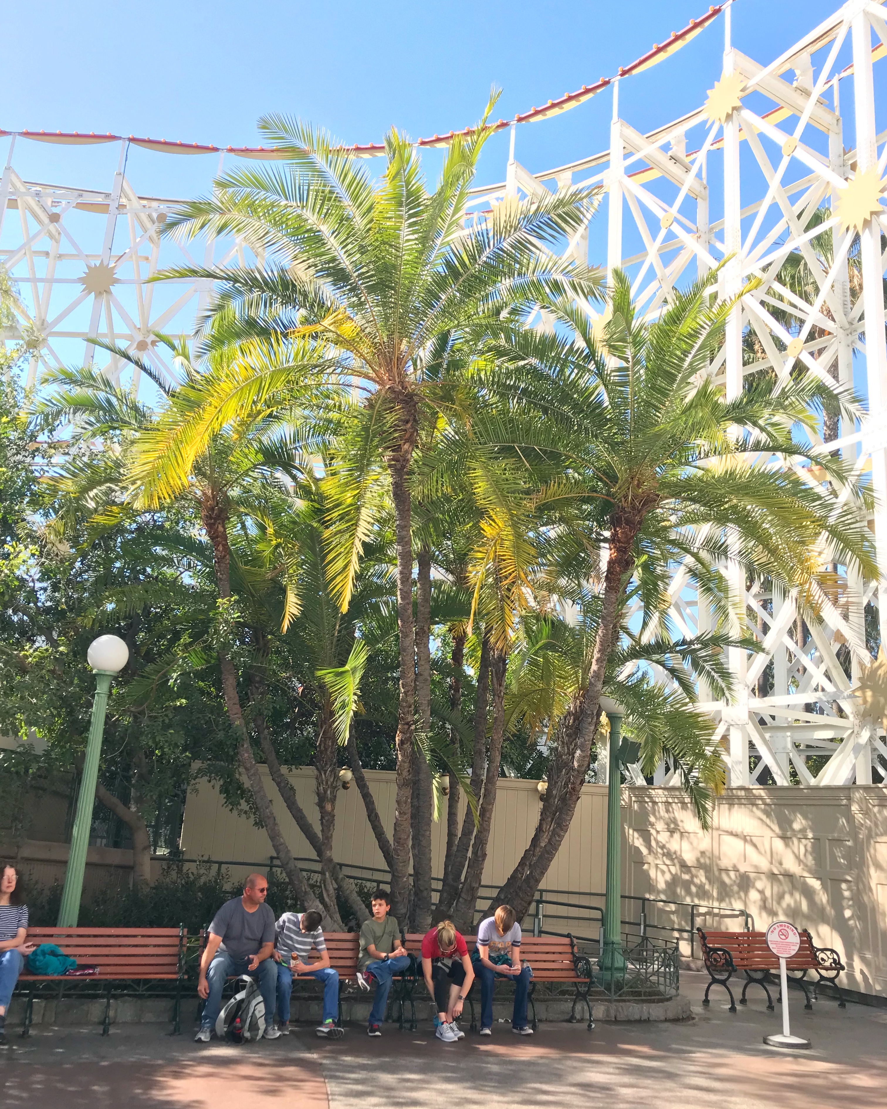 セネガルヤシ Phoenix Reclinata Oceanside Garden Inc