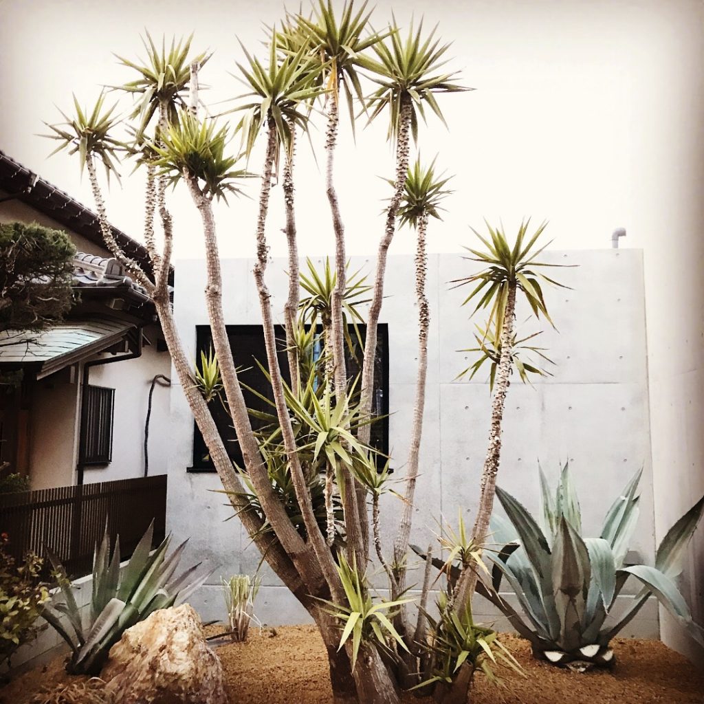 ユッカ エレファンティペス 青年の木 Yucca Elephantipes Oceanside Garden Inc