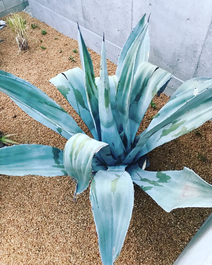 アガベ・ウィンテリアーナ｜Agave Winteriana | OCEANSIDE GARDEN INC.