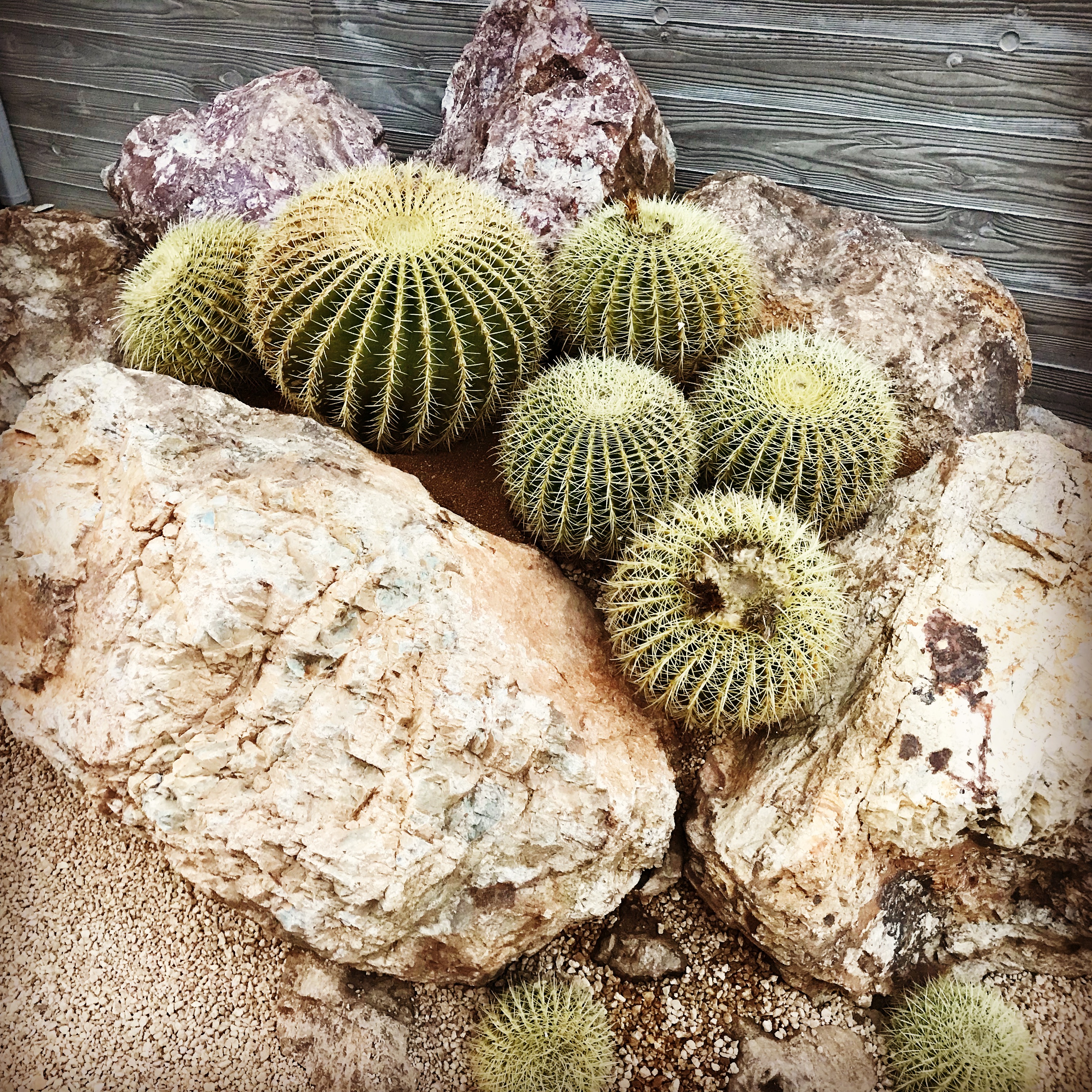 ドライ ロックガーデン パームスプリングススタイル Oceanside Garden Inc