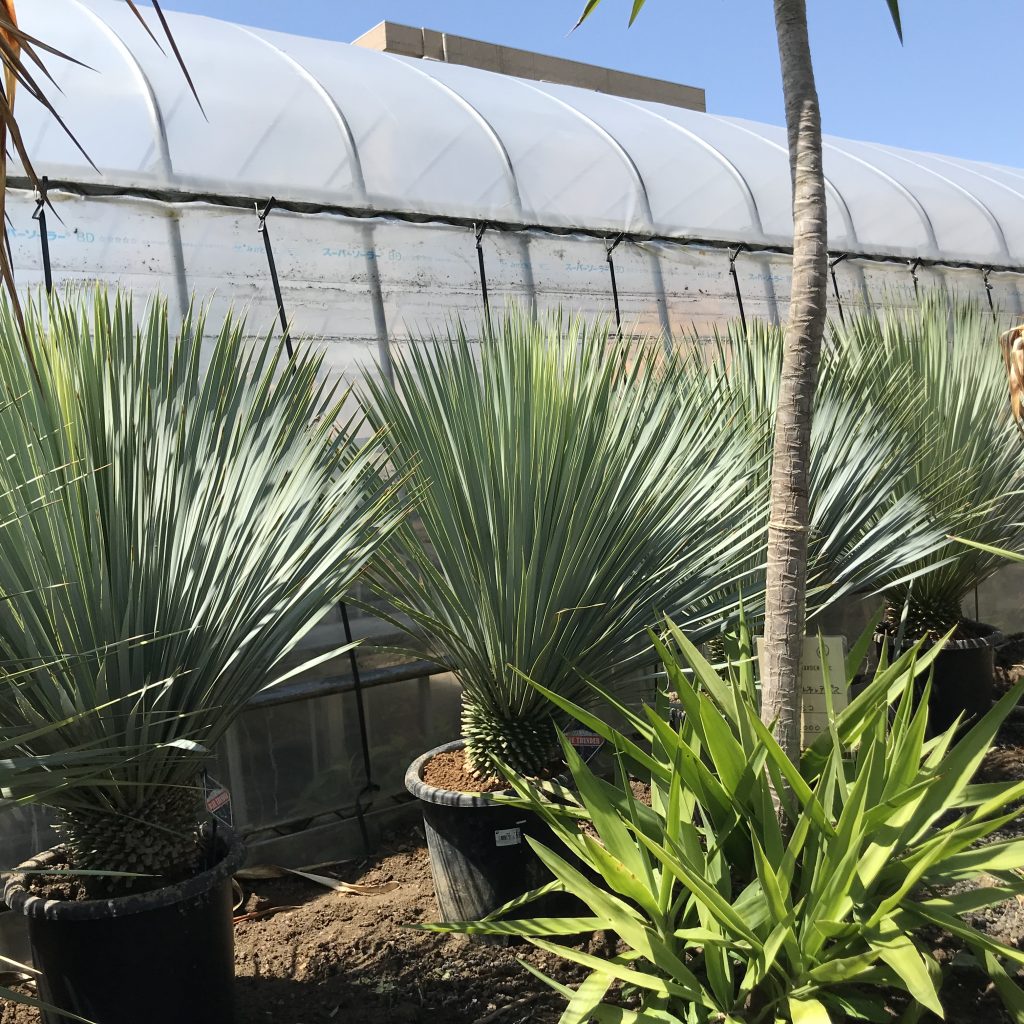 ユッカ・ロストラータ 'ブルーサンダー'｜Yucca rostrata var. 'Blue