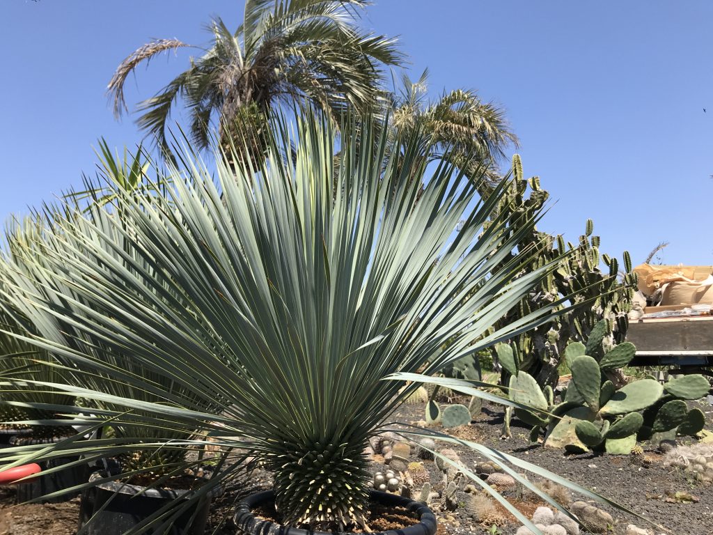 ユッカ・ロストラータ 'ブルーサンダー'｜Yucca rostrata var. 'Blue