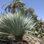 ユッカ・ロストラータ 'ブルーサンダー'｜Yucca rostrata var. 'Blue