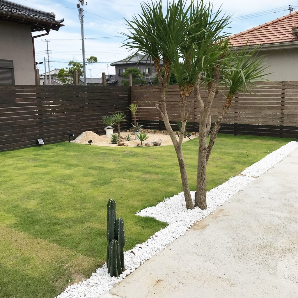 コルディリネ・オーストラリス｜Cordyline australis | OCEANSIDE ...