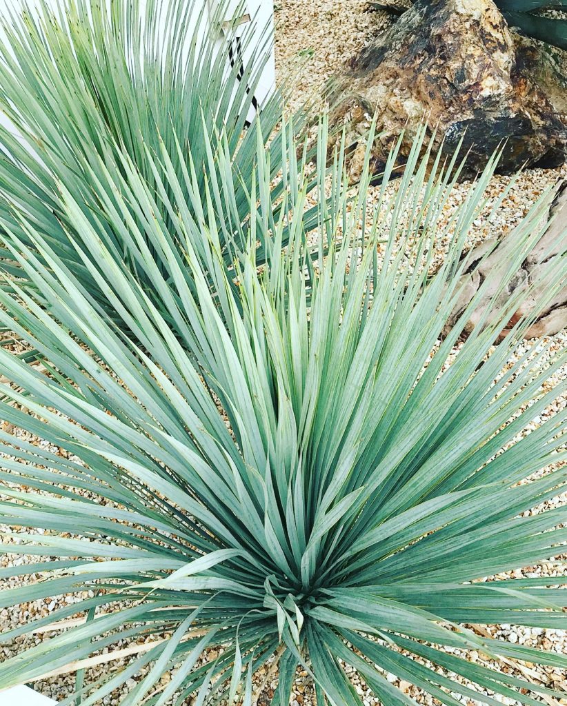 ユッカ・ロストラータ 'ブルーサンダー'｜Yucca rostrata var. 'Blue ...